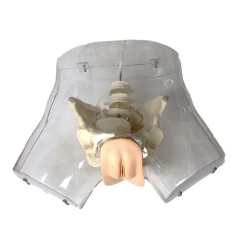 Modello anatomico uretrale - XC-420A - Xincheng Scientific Industries Co., Ltd. - per cataterismo