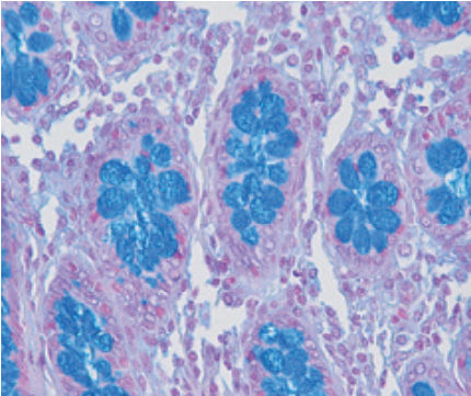 Reagente soluzione colorante - Alcian Blue pH 2.5 - pH 1 - BIO-OPTICA Milano - per istologia / per citologia