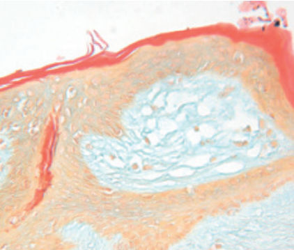 Reagente soluzione colorante - Dane  - BIO-OPTICA Milano - per istologia / per citologia