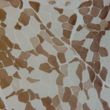 Reagente soluzione colorante - 30-30125LY - BIO-OPTICA Milano - per istologia