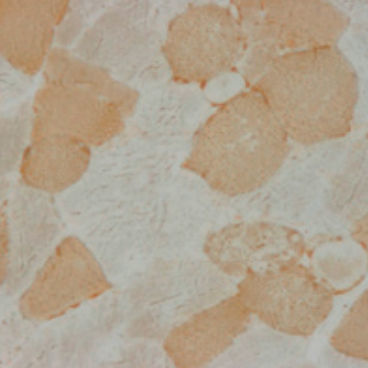 Reagente soluzione colorante - 30-30115LY  - BIO-OPTICA Milano - per istologia