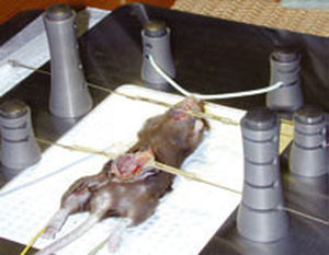 Sistema di posizionamento per chirurgia veterinaria - ACD-015 - Bioseb