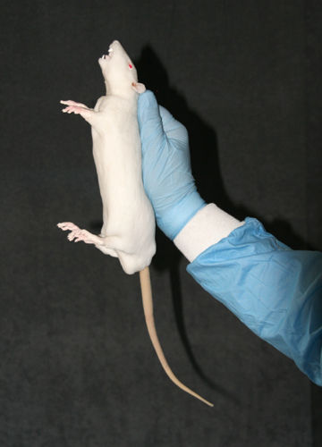 Modello anatomico di roditore - BIO-RAT - Bioseb - di corpo intero / per sperimentazione animale / didattico