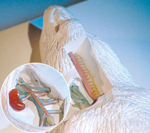 Modello anatomico di corpo intero - MD-PVC-MODEL - Bioseb - per microchirurgia / didattico / di anastomosi