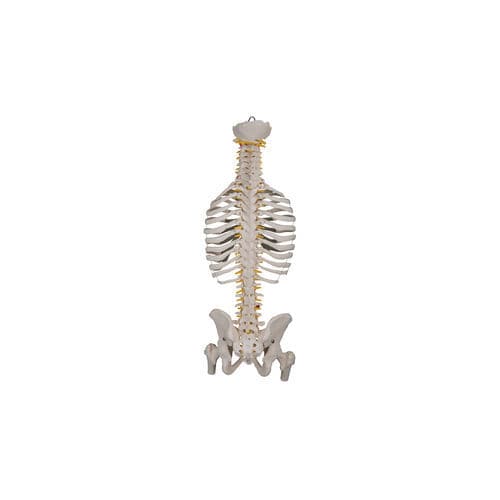 Modello anatomico rachideo - 600-A series - Epimed - didattico / giallo / bianco