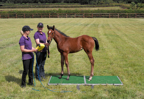 Bilancia veterinaria elettronica - Goodwood - Horse Weigh - per cavalli / con piattaforma / con schermo amovibile