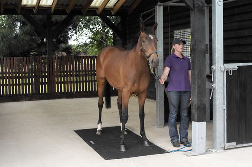 Bilancia veterinaria elettronica - Badminton - Horse Weigh - per cavalli / con piattaforma / con schermo amovibile