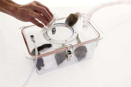 Camera d'inalazione per circuito respiratorio paziente - Darvall  - Advanced Anesthesia Specialists - veterinaria