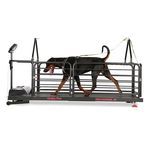 tapis roulant veterinario per cani