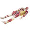 Modello Anatomico Maiale 4D - 19 Organi Staccabili, Dimensioni 15.6x8.8 Cm, Materiale Atossico, Per Studio E Didattica