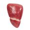 modello anatomico di fegato10259713B Scientific  