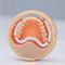 modello anatomico gengivaleIvotion&reg;Ivoclar Vivadent