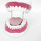 Modello Dentale Per Pratica Modello Dentale Tipodont Con Denti - Foto 4