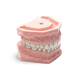 modello anatomico di denti / gengivale / di profilassi dentale / didattico
