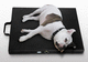 unità di magnetoterapia canina / materasso
