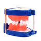 modello anatomico di dentatura / per ortodonzia / ad uso didattico