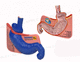 modello anatomico di stomaco / di duodeno / di esofago / per gastroenterologia