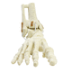 modello anatomico osseo / di tibia / di perone / di piede