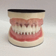 modello anatomico di bocca / per igiene dentale