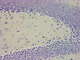 kit di reagenti ematossilina di Mayer / da ricerca / per istologia / acido acetico