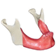 modello anatomico osseo / per implantologia / per sutura