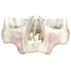 modello anatomico odontoiatrico / per implantologia / didattico / in kit