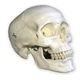 modello anatomico osseo / di cranio / di seno nasale / per chirurgia odontoiatrica
