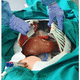 simulatore ad uso didattico / per puntura / per terapia endovascolare / per cardiochirurgia
