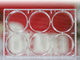micropiastra da laboratorio / per coltura cellulare / a 6 pozzetti / di cellule