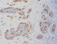 reagente in soluzione / per immunoistochimica / di marcatori tumorali / estratto dal topo