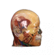 modello anatomico facciale / ad uso didattico / in resina / con vasi sanguigni