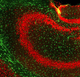 reagente IgG / per ricerca scientifica / per western blot / per immunoistochimica
