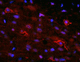 reagente IgG / per ricerca scientifica / per immunoistochimica / per immunofluorescenza