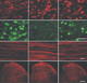 reagente IgG / per ricerca scientifica / per immunoistochimica / liquido