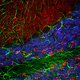 reagente anticorpo / per western blot / per immunoistochimica / per immunofluorescenza