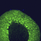 reagente IgG / per ricerca scientifica / per western blot / per immunoistochimica