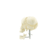 modello anatomico cranico / ad uso didattico / in plastica / bianco