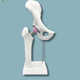 modello anatomico di anca / in plastica / bianco