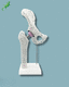 modello anatomico di bacino / di femore / in plastica / bianco