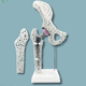 modello anatomico di femore / in plastica / bianco
