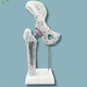 modello anatomico di anca / in plastica / bianco