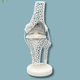 modello anatomico per ginocchio / di tibia / di femore / di dimostrazione