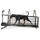 tapis roulant veterinario per cani / a velocità regolabile / inclinato