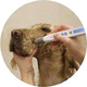 laser veterinario per fotostimolazione veterinaria / per agopuntura veterinaria / a diodo / da tavolo