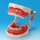 modello anatomico osseo / di dentatura / gengivale / per parodonzia