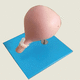 modello anatomico cervicale / di collo dell’utero / vaginale / didattico