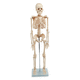 modello anatomico di scheletro / ad uso didattico / bianco / articolato