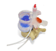 modello anatomico di dischi intervertebrali / ad uso didattico / bianco / blu