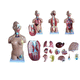 modello anatomico di seno / tronco / ad uso didattico / con muscolatura