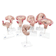 modello anatomico di utero / ad uso didattico / di gravidanza